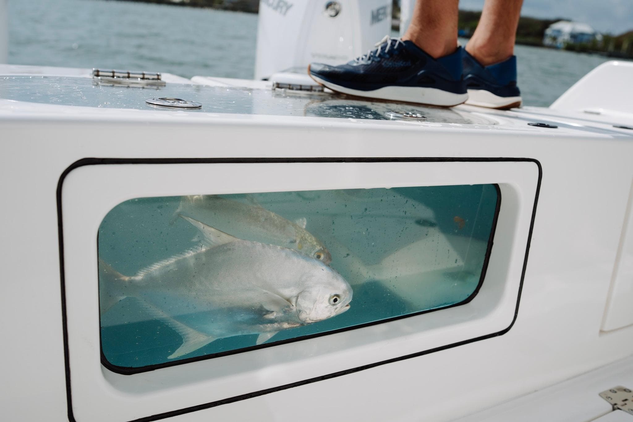 Caymas 29 CT 2027 with onboard aquarium and fish.