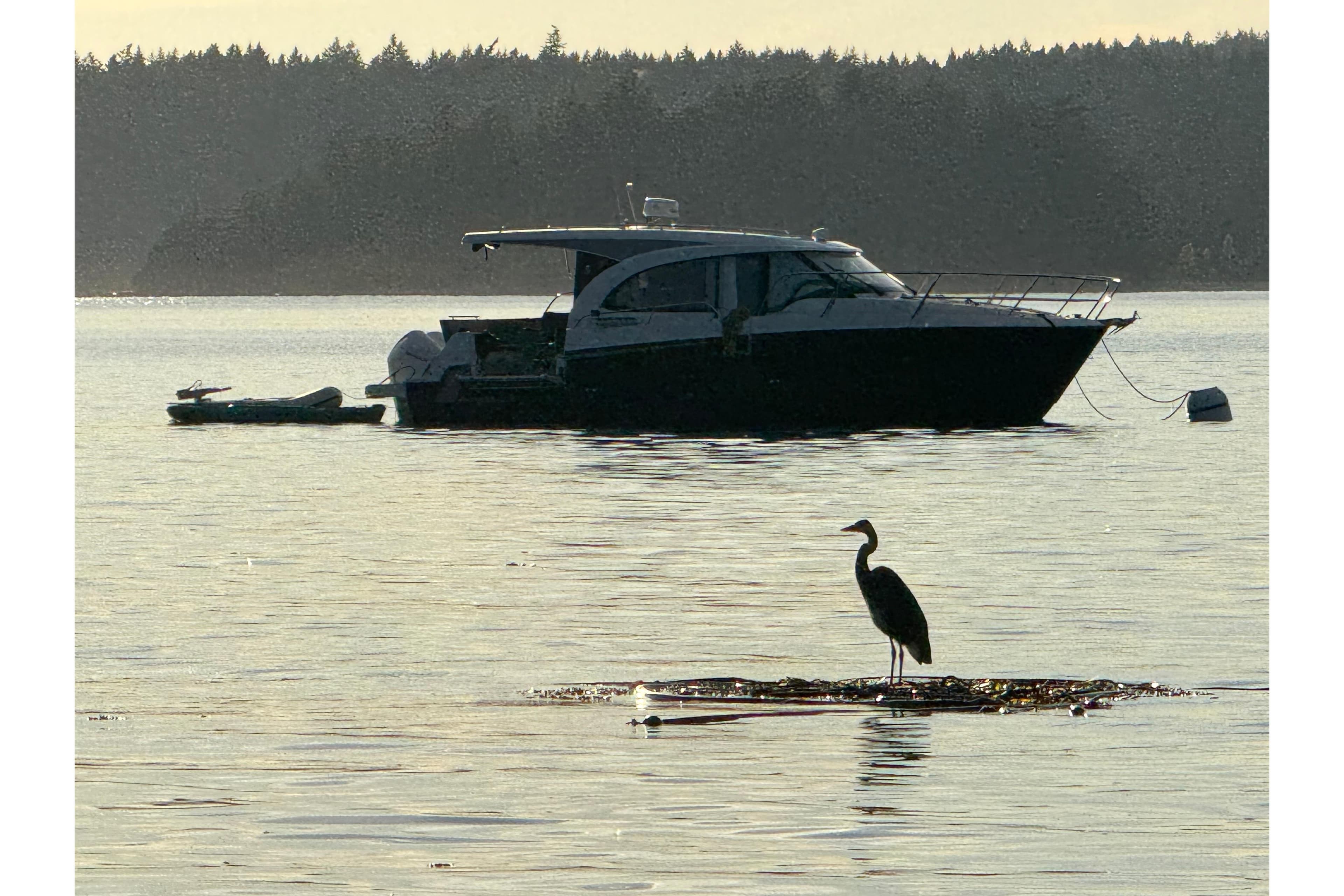 2023 Beneteau Antares 11 Coupe on tranquil water with a heron in the foreground.