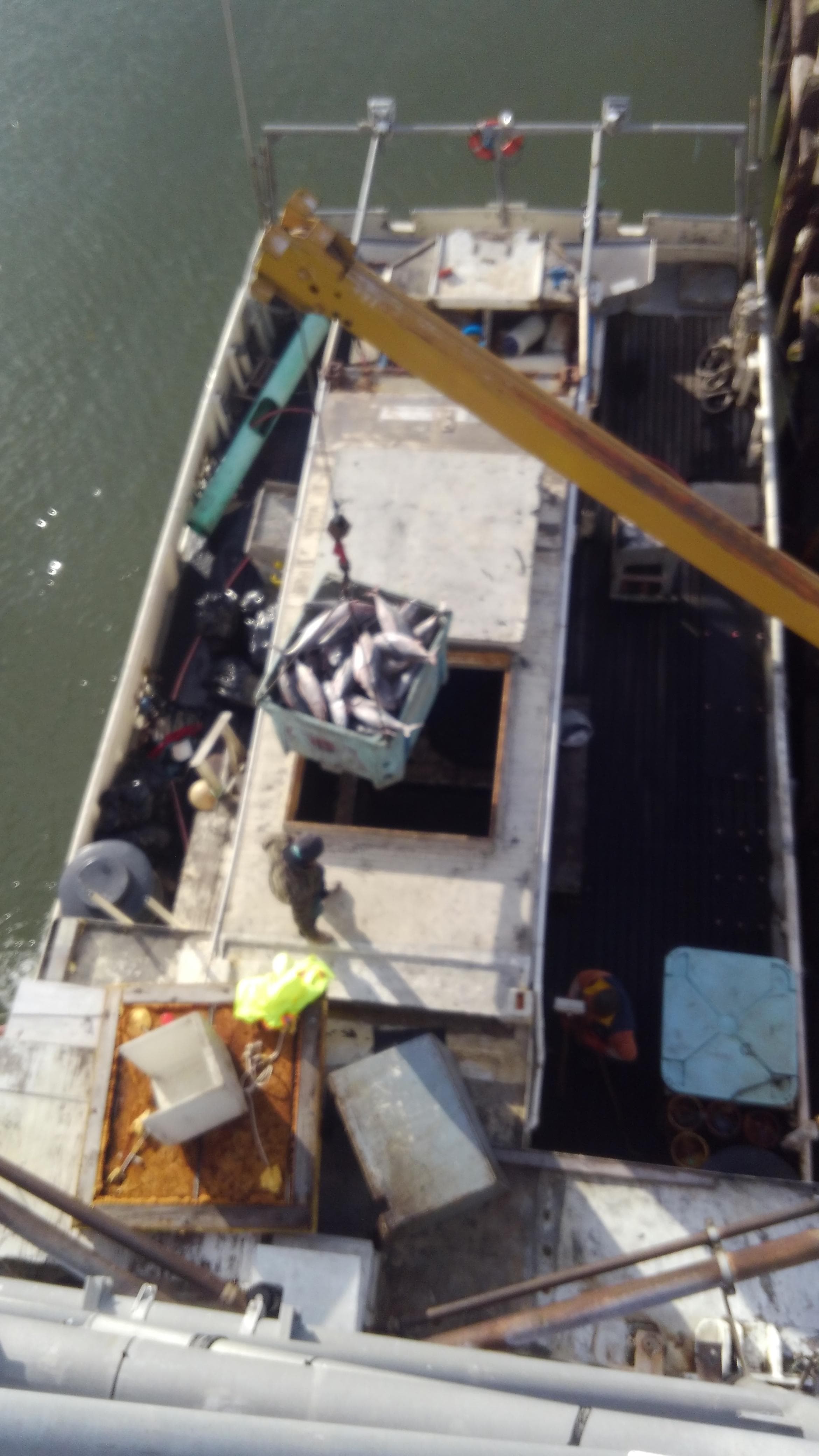 Overhead view of 1979 Custom ALBACORE TROLLER unloading fish with crane.