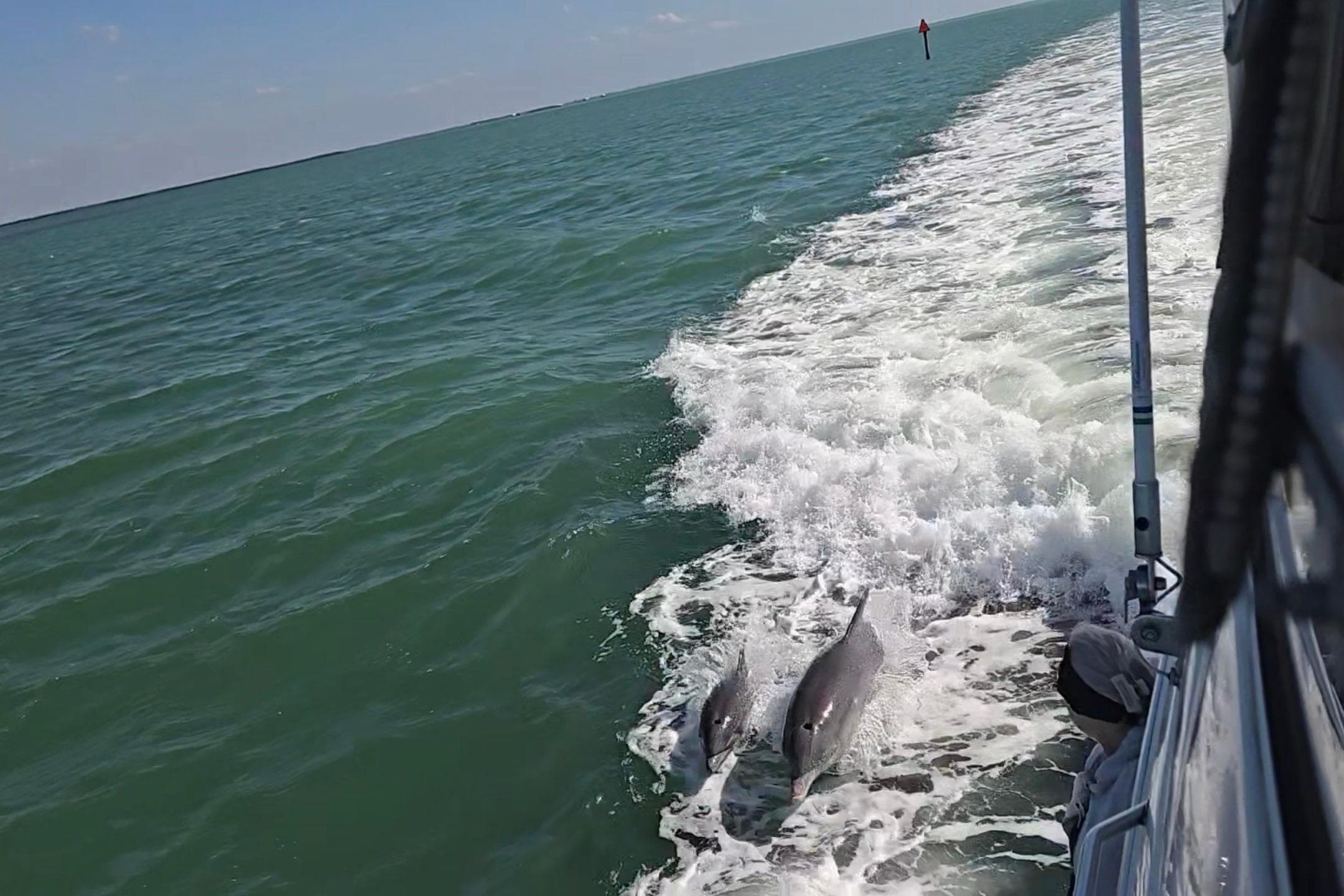 Dolphins swimming alongside a 2001 Sea Ray 400 Sedan Bridge in open water.