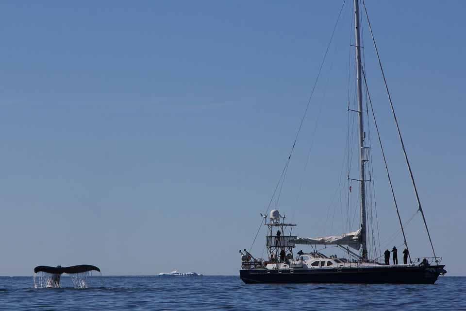 Sailboat "Simon Rogers One Design" 2004 near whale tail in calm ocean.